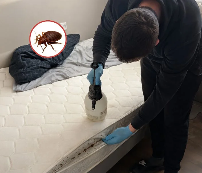 Technicien traitant un matelas contre les punaises de lit à Osny